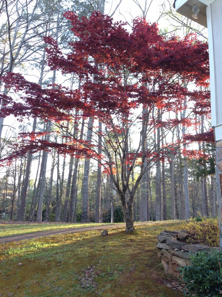 Japanese Maple Trees Variety Beauty And Survivability Planet Earth Designs