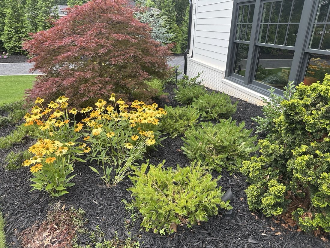 Black-eyed Susans with golden conifers and dwarf shrubs